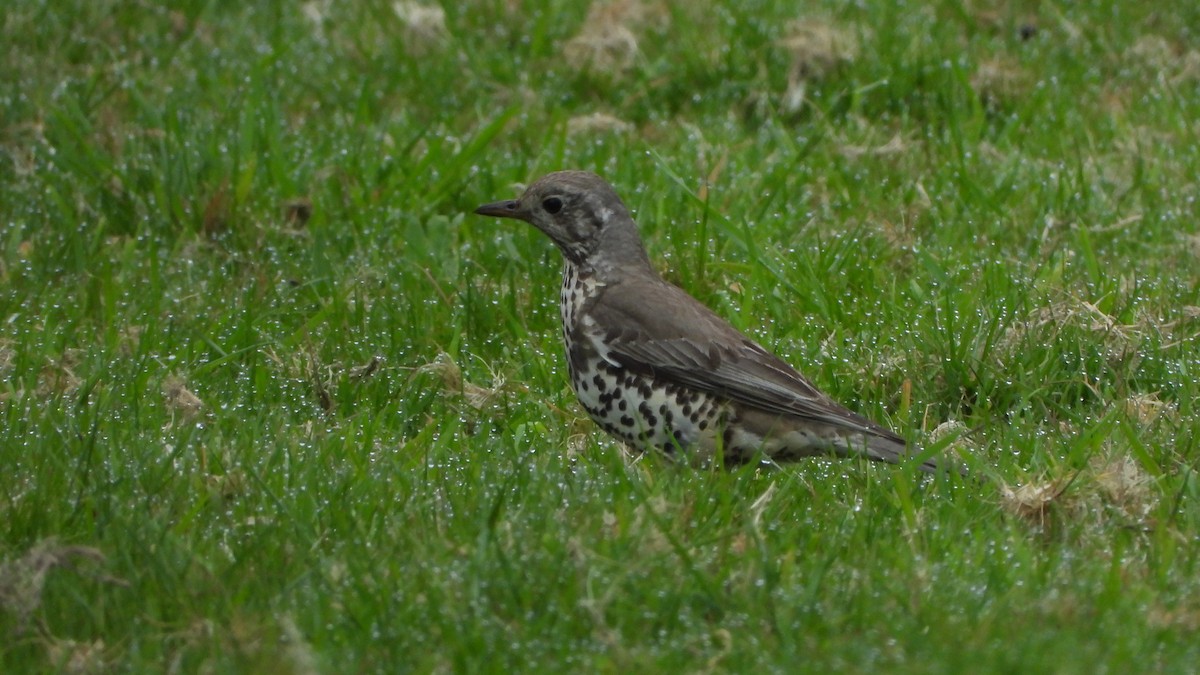 Mistle Thrush - Ignacio Aparicio