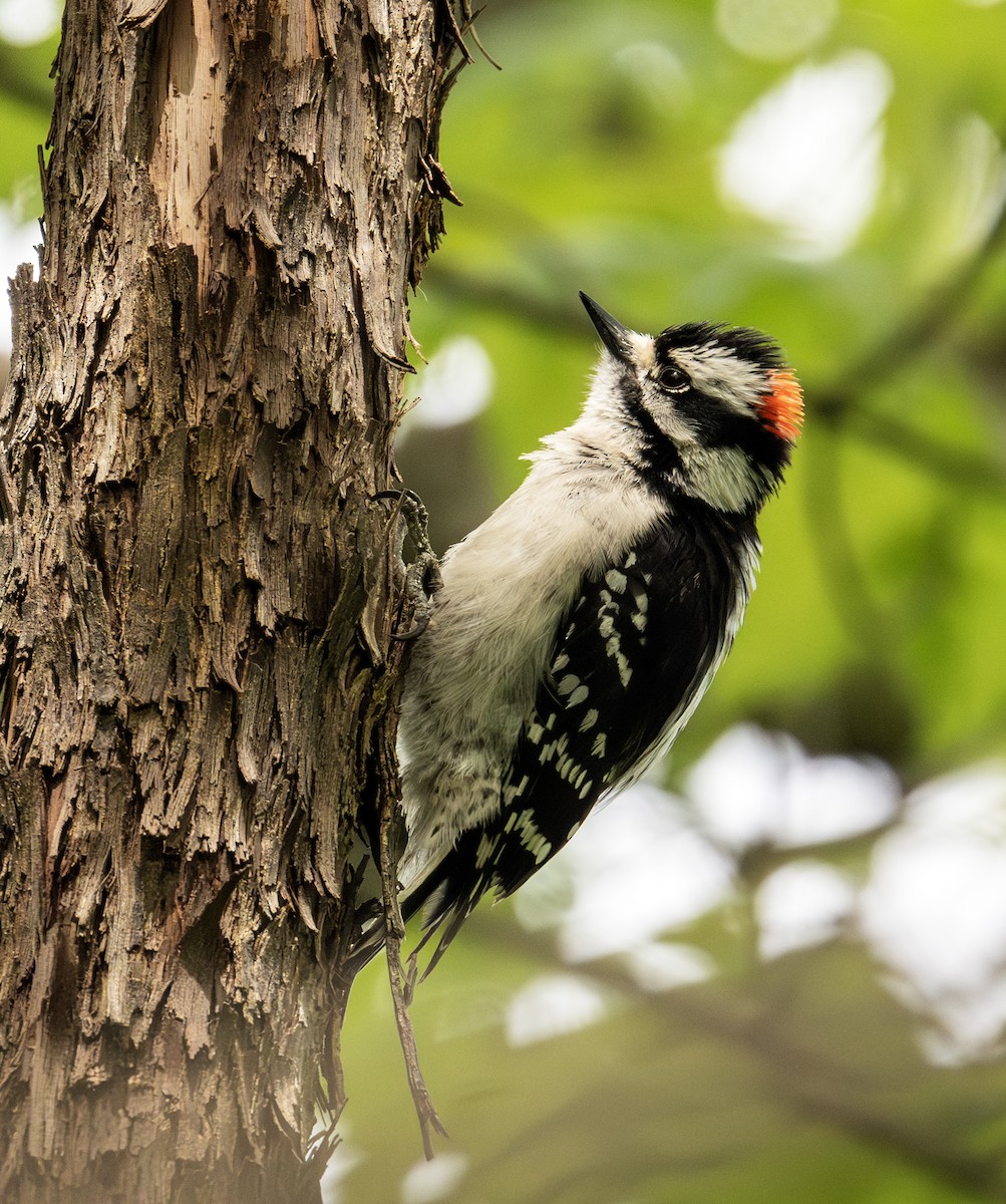 Downy Woodpecker - Greg Courtney