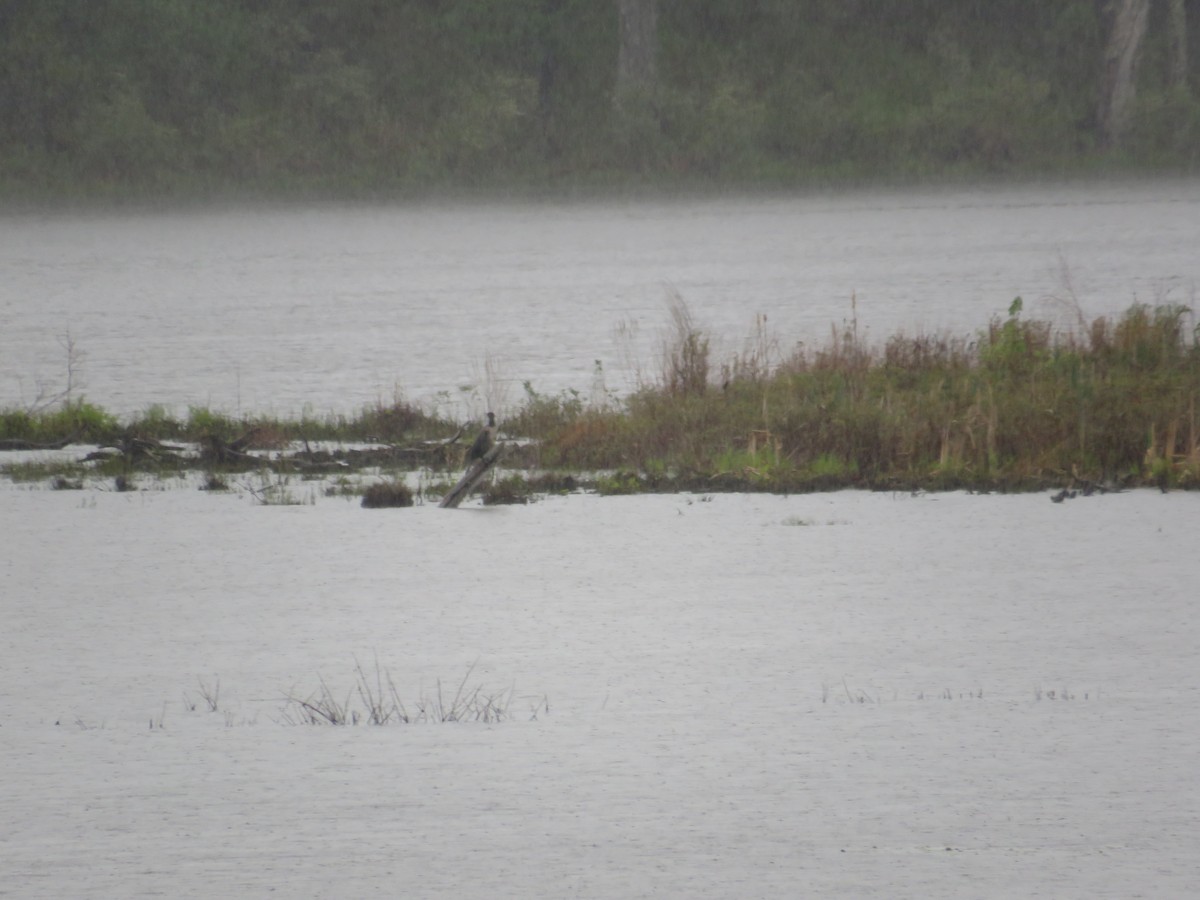 Double-crested Cormorant - ML618807141