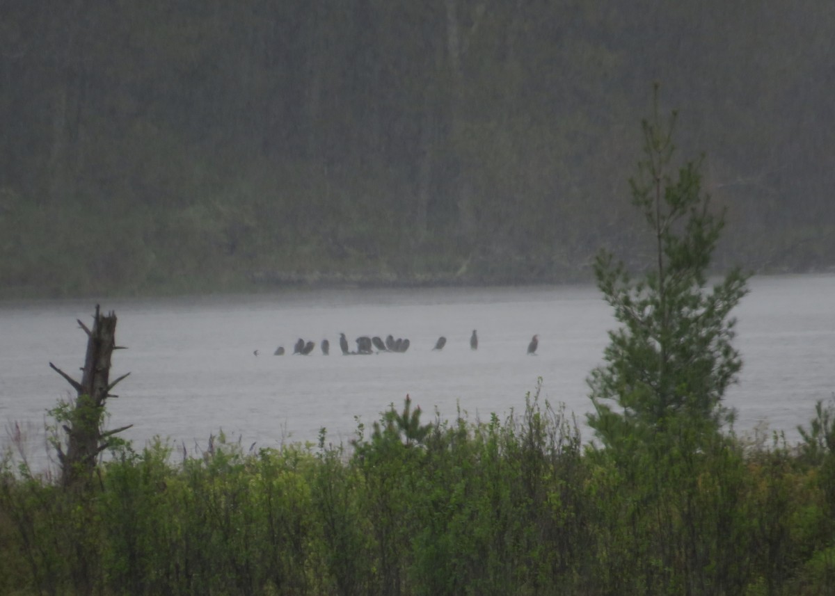 Double-crested Cormorant - ML618807145