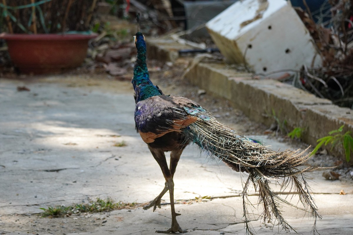 Green Peafowl - Shih-Chun Huang