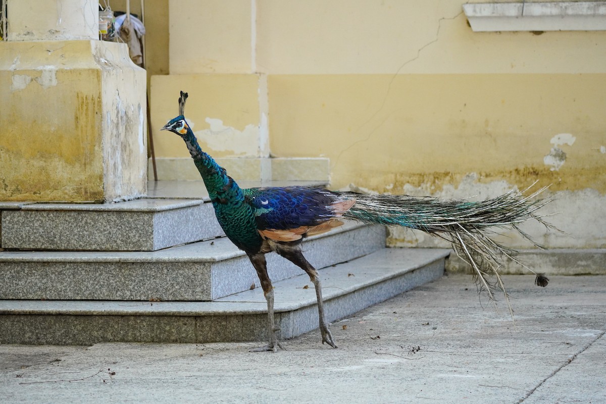 Green Peafowl - Shih-Chun Huang