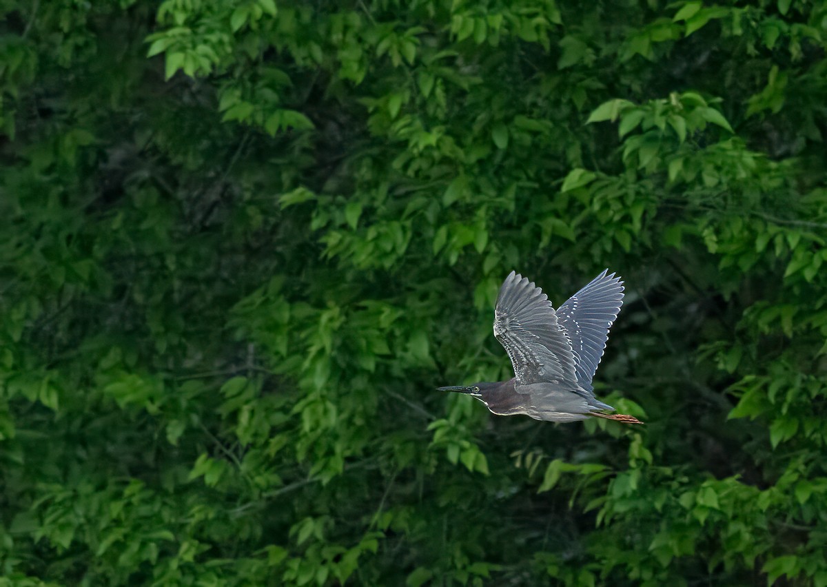 Green Heron - Pete Myers