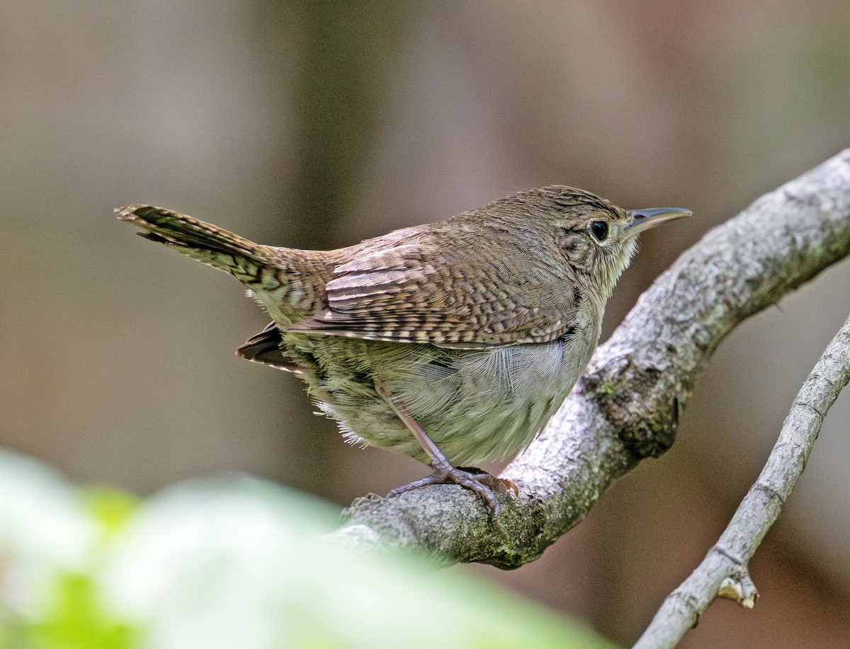 House Wren - Greg Courtney