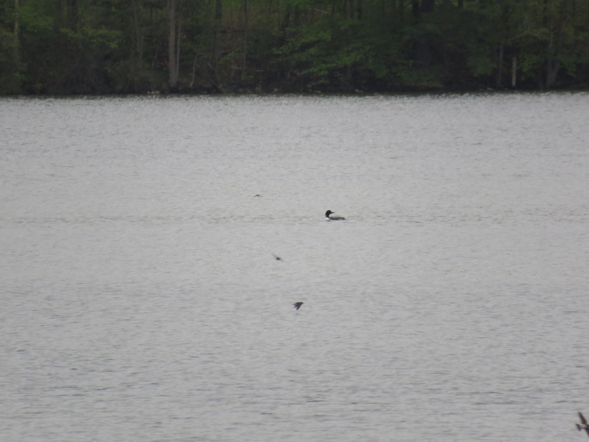 Common Loon - John Haas