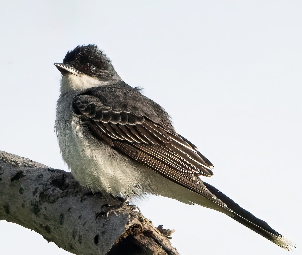 Eastern Kingbird - Pete Myers