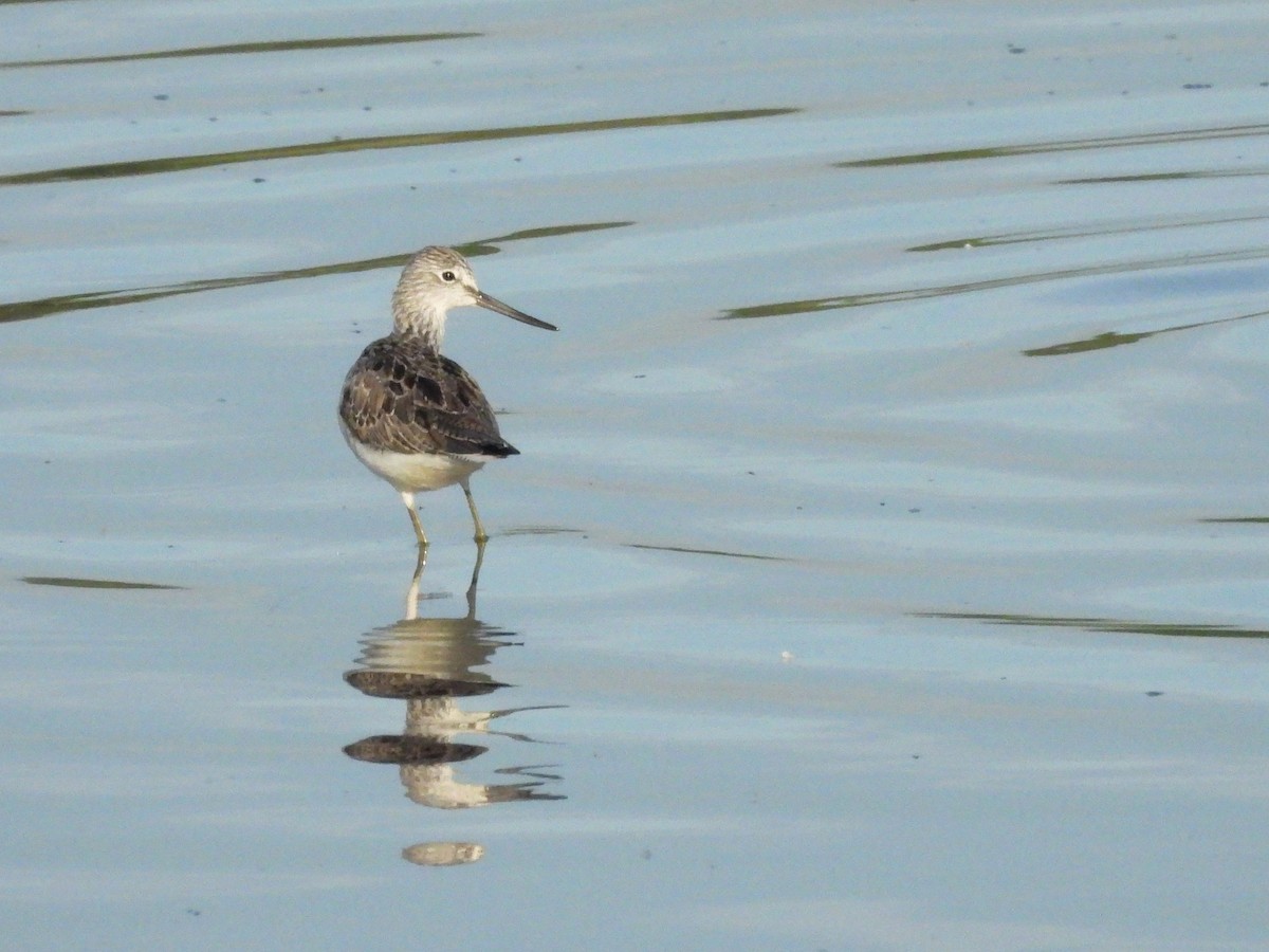 Common Greenshank - Mark Smiles