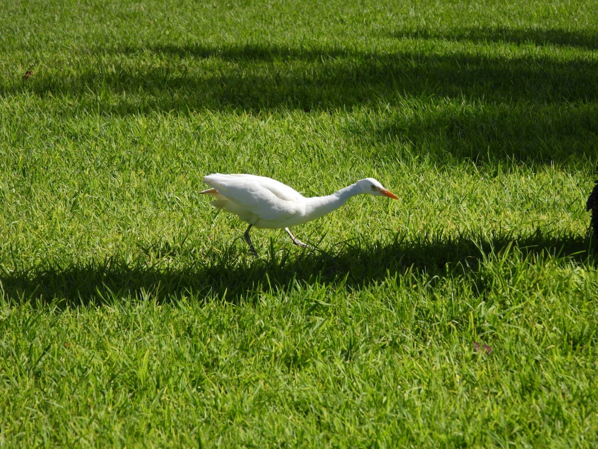 Western Cattle Egret - Miguel Hernández Santana