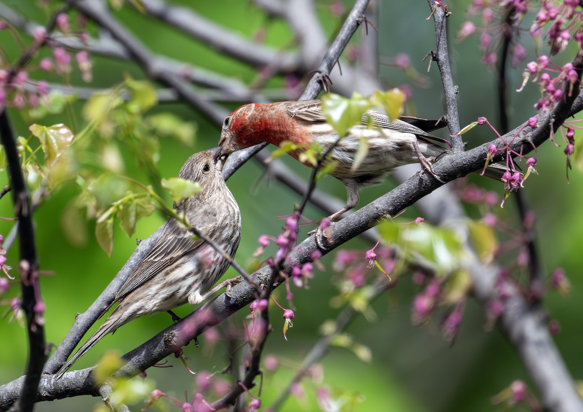 House Finch - Greg Courtney