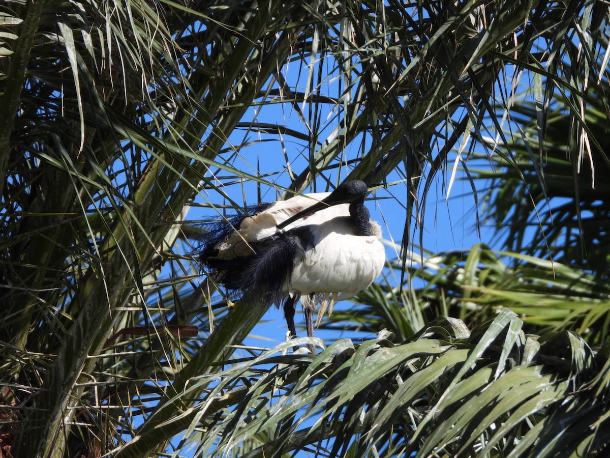 African Sacred Ibis - ML618807196