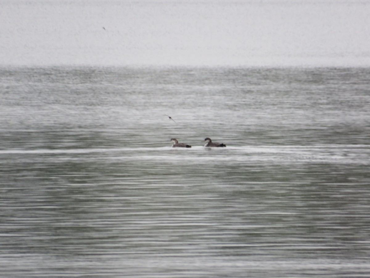 Common Loon - John Haas