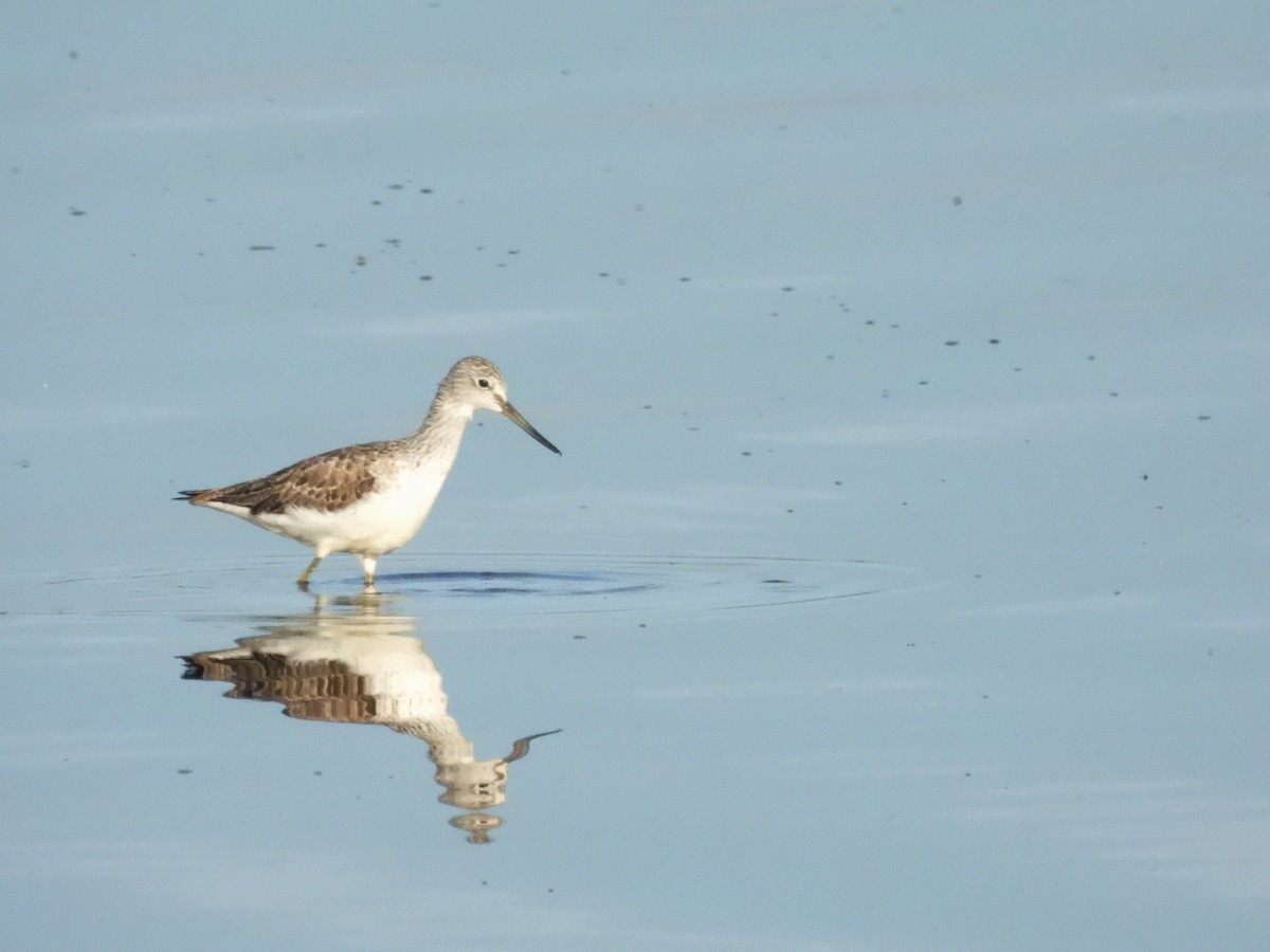 Common Greenshank - Mark Smiles