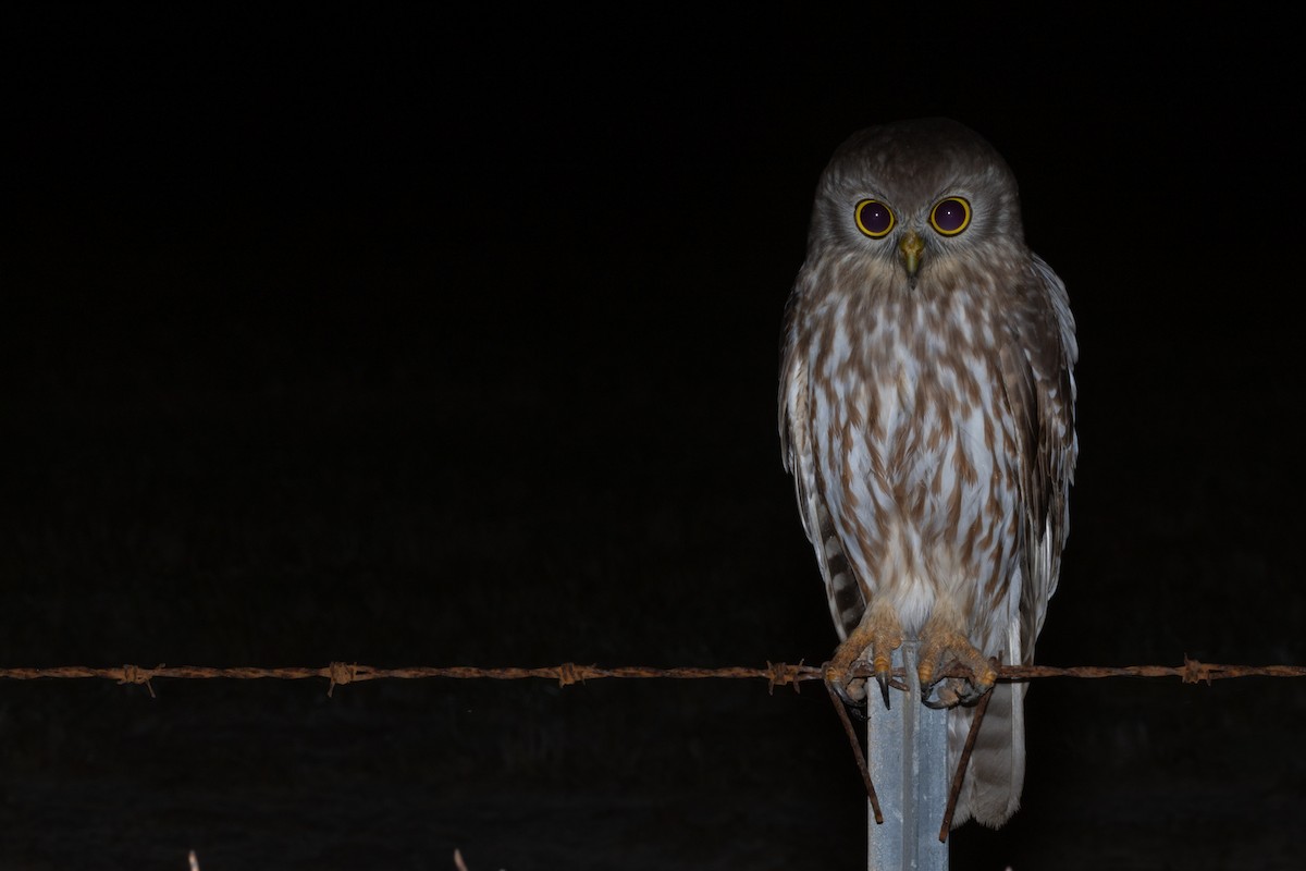 Barking Owl - Adrian Boyle