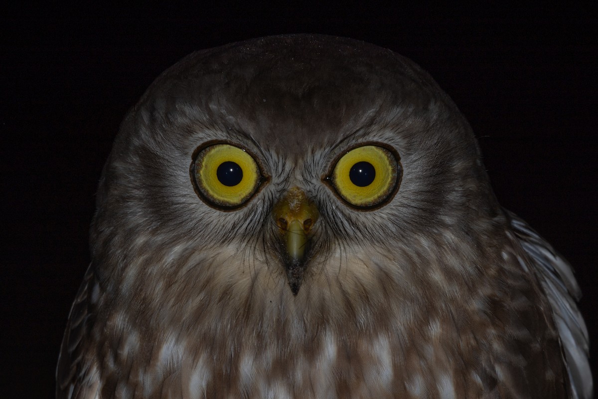 Barking Owl - ML618807213