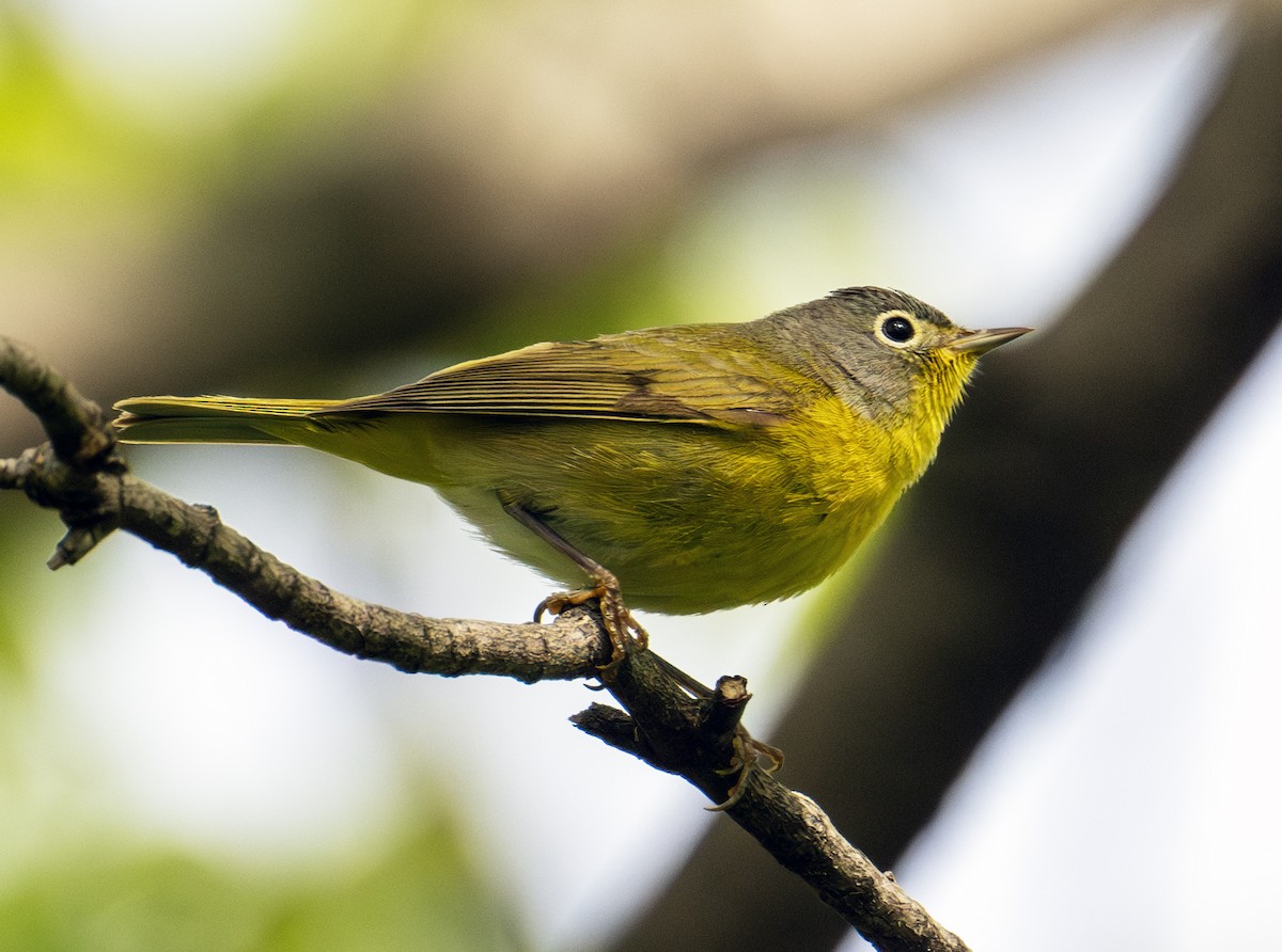 Nashville Warbler - Greg Courtney