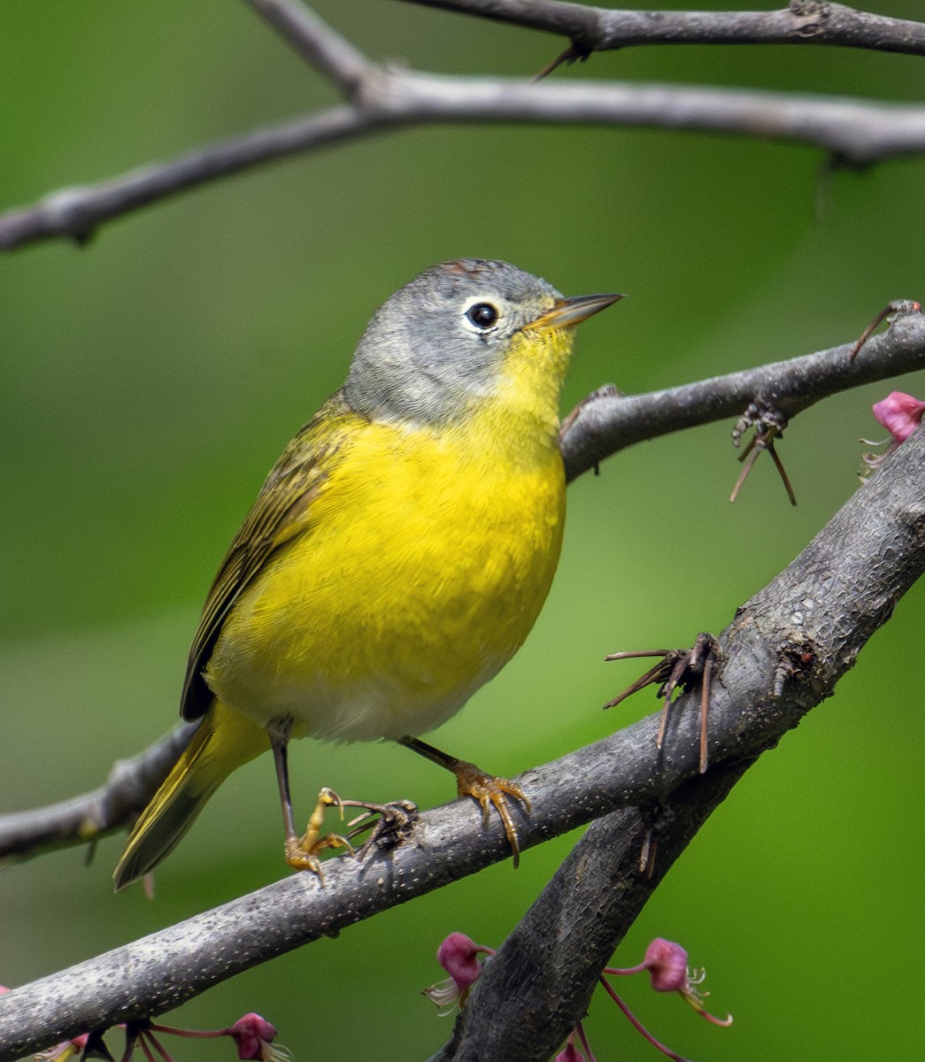 Nashville Warbler - Greg Courtney