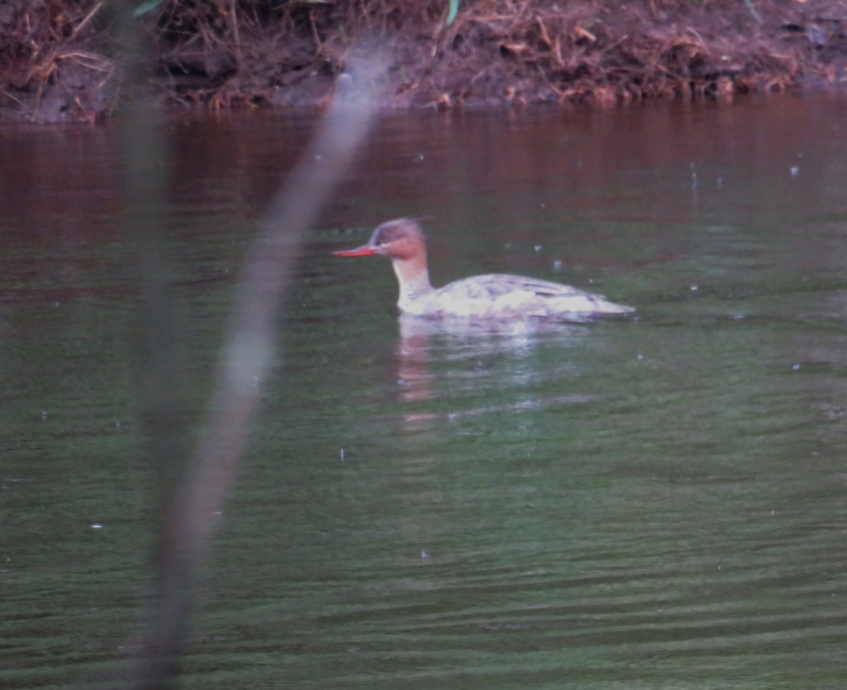 Red-breasted Merganser - John Haas