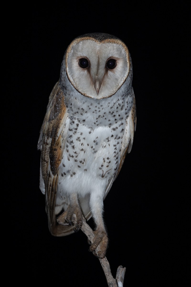 Barn Owl - Adrian Boyle