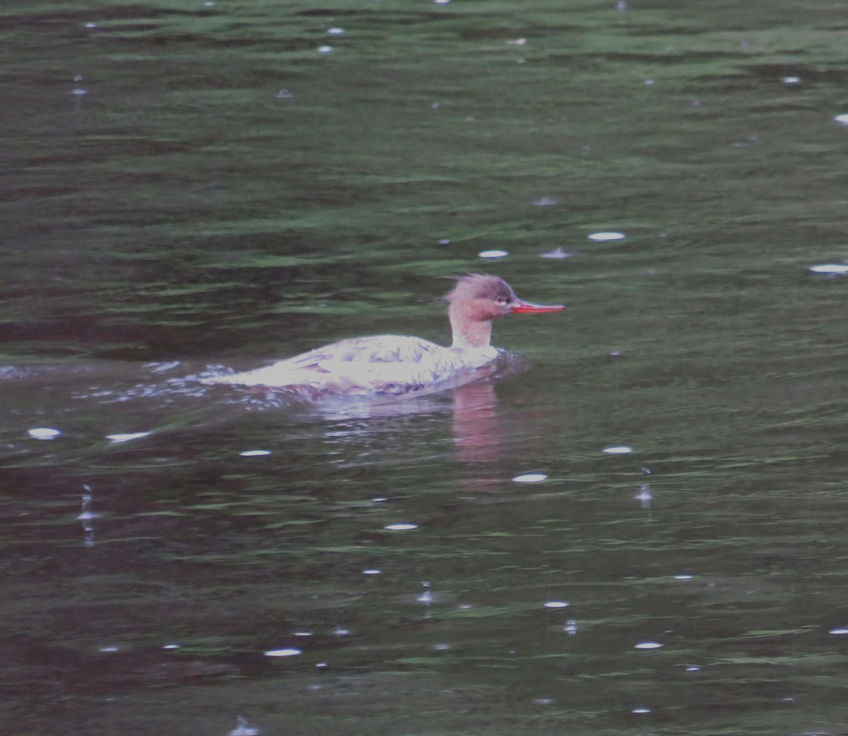 Red-breasted Merganser - John Haas