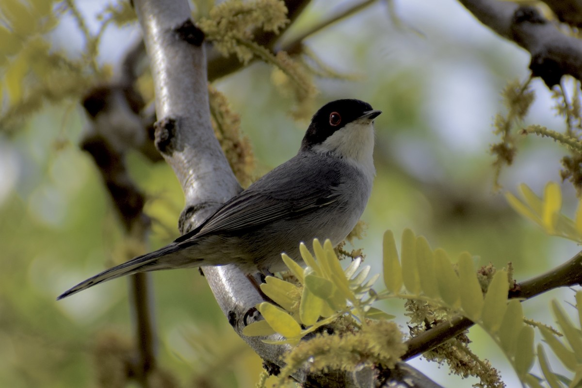 Sardinian Warbler - Andrés  Riaguas