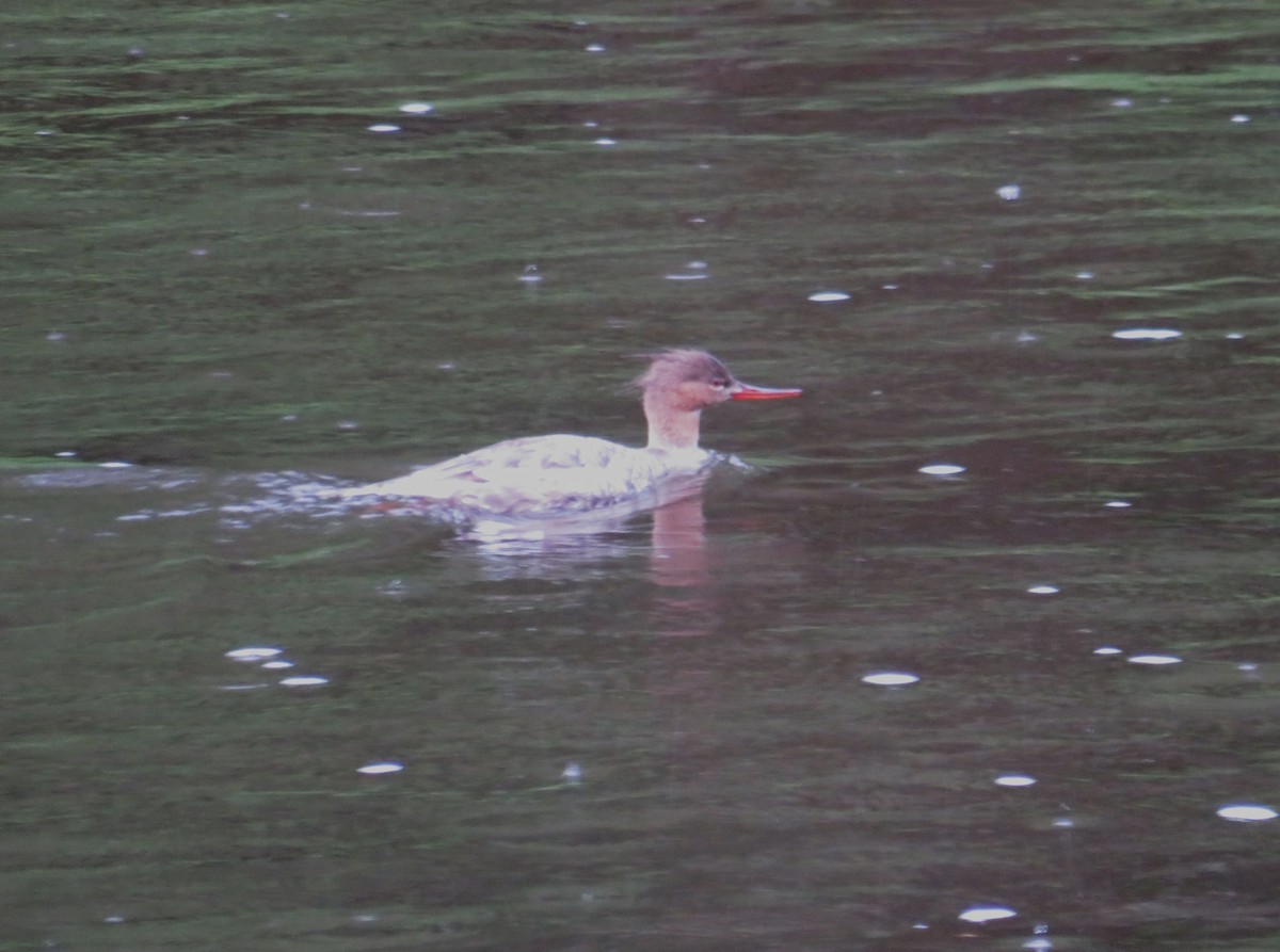 Red-breasted Merganser - John Haas