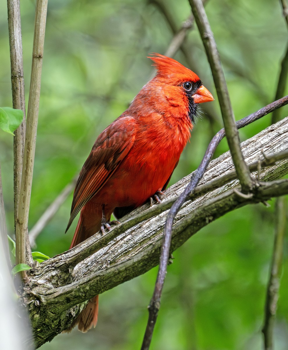 Northern Cardinal - Greg Courtney