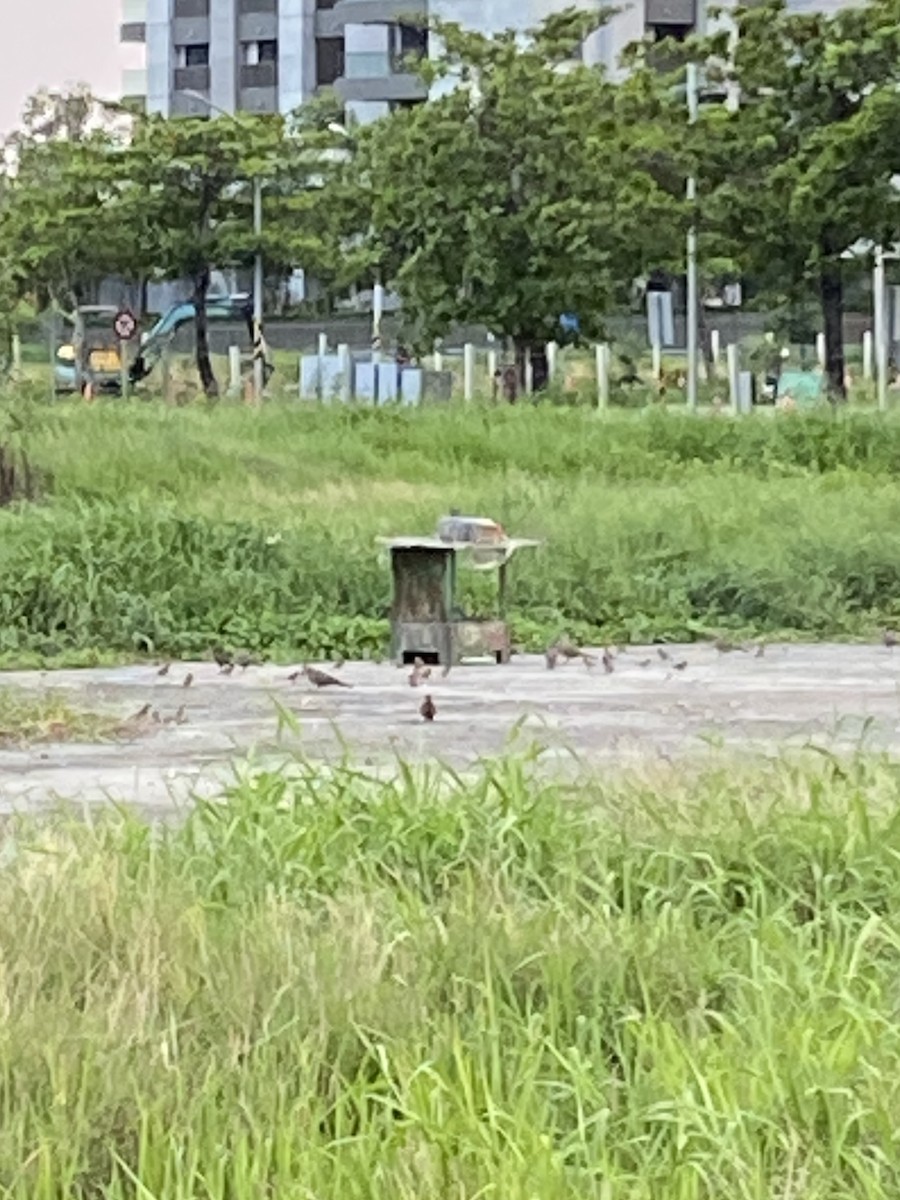 Spotted Dove - ML618807251