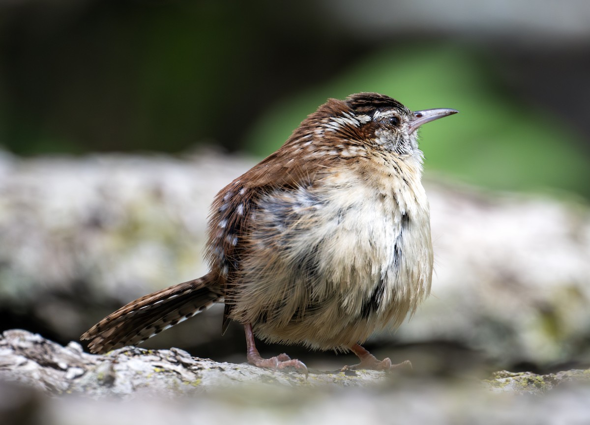 Carolina Wren - ML618807258