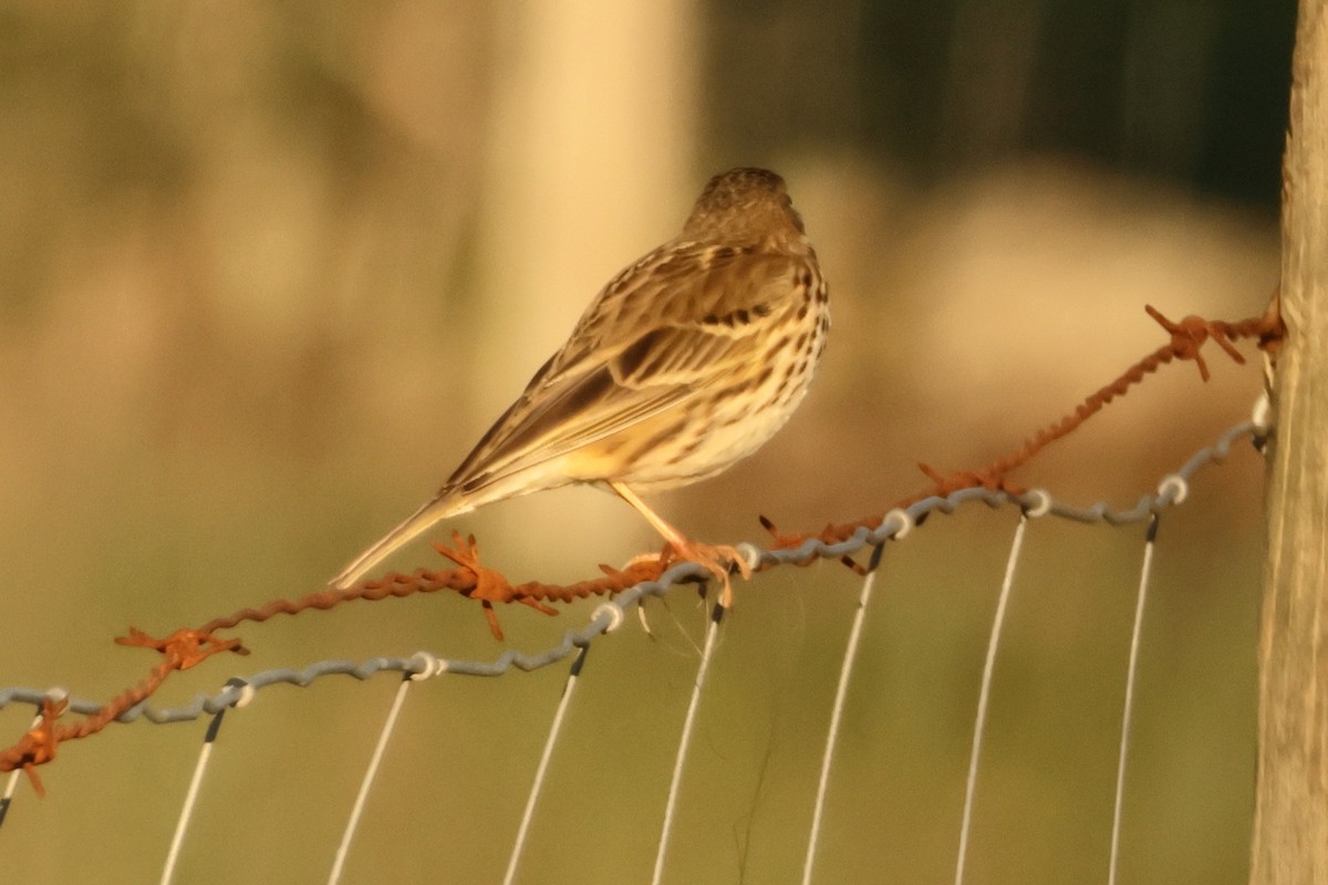 Meadow Pipit - Alexandre Hespanhol Leitão