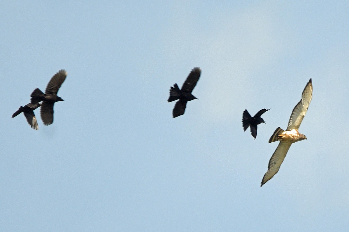 Broad-winged Hawk - Timothy Carstens