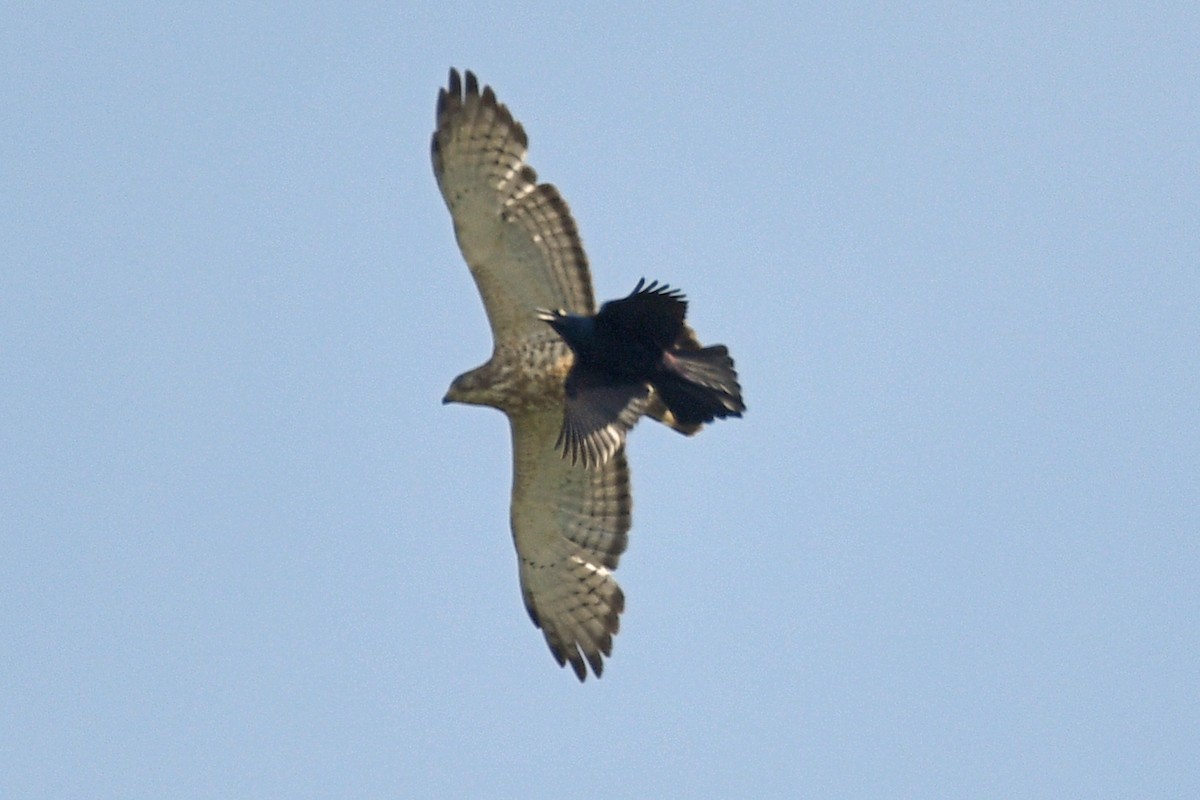 Broad-winged Hawk - Timothy Carstens