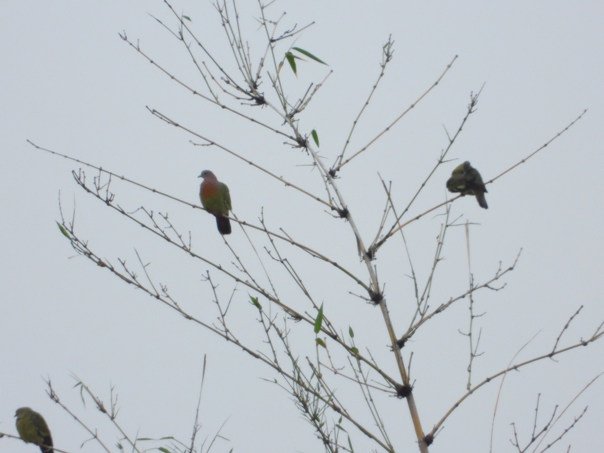 Pink-necked Green-Pigeon - ML618807293