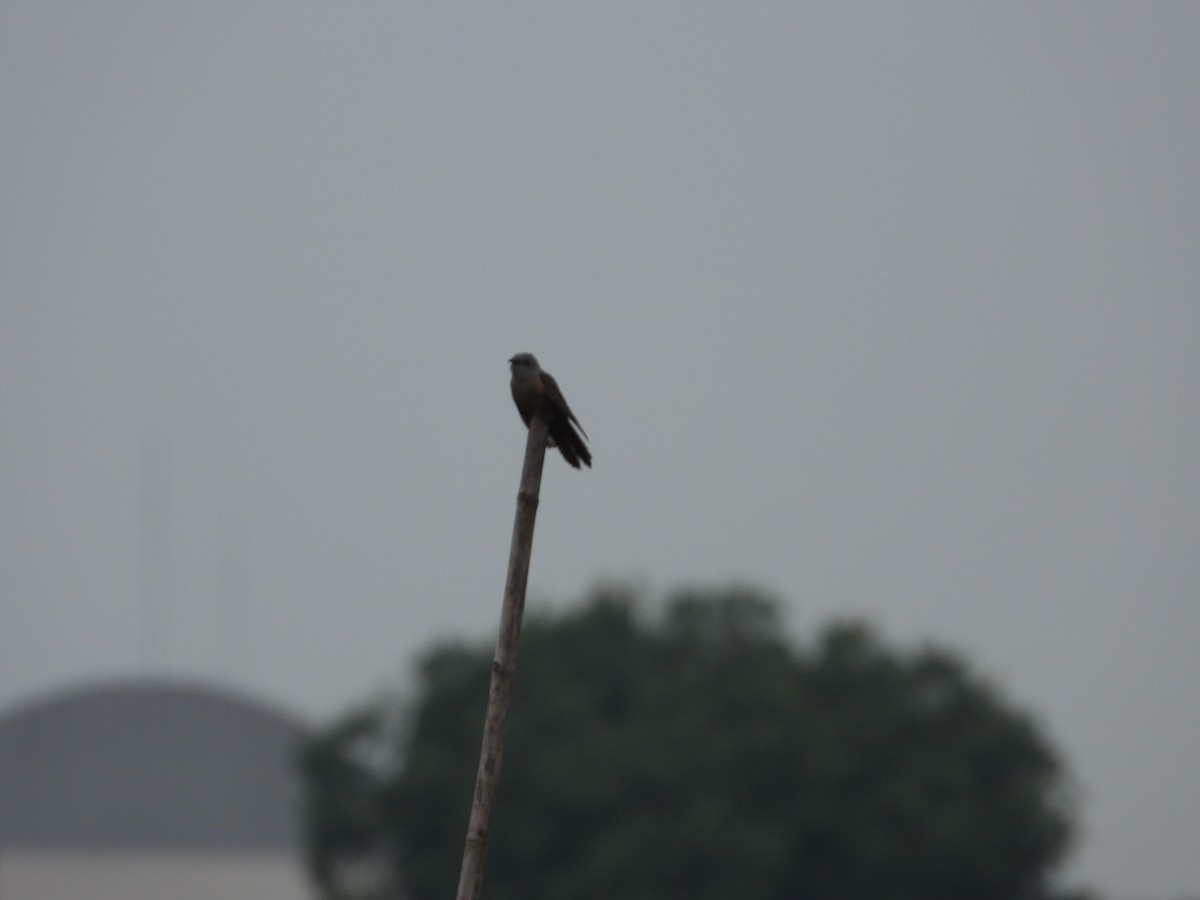 Plaintive Cuckoo - ML618807300