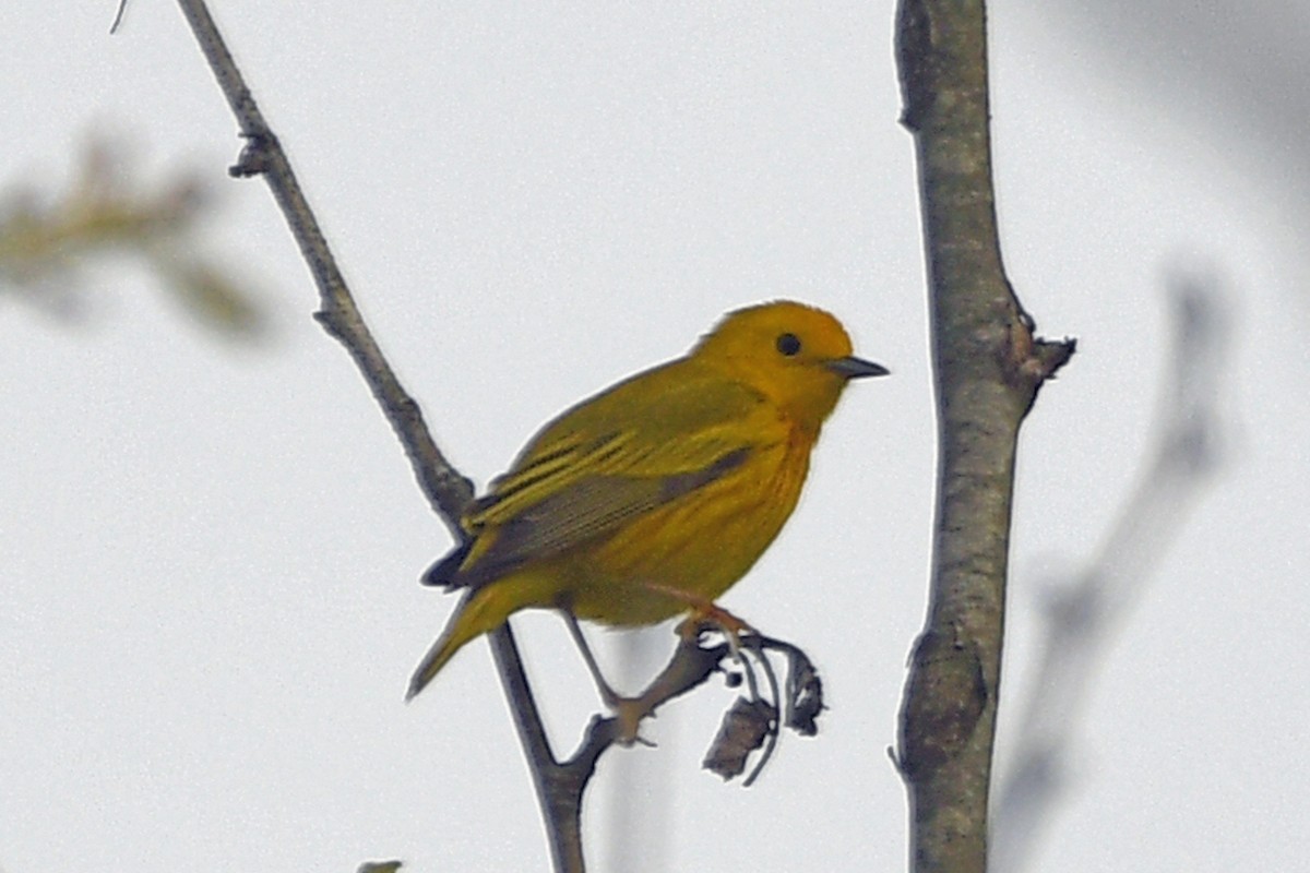 Yellow Warbler - Timothy Carstens