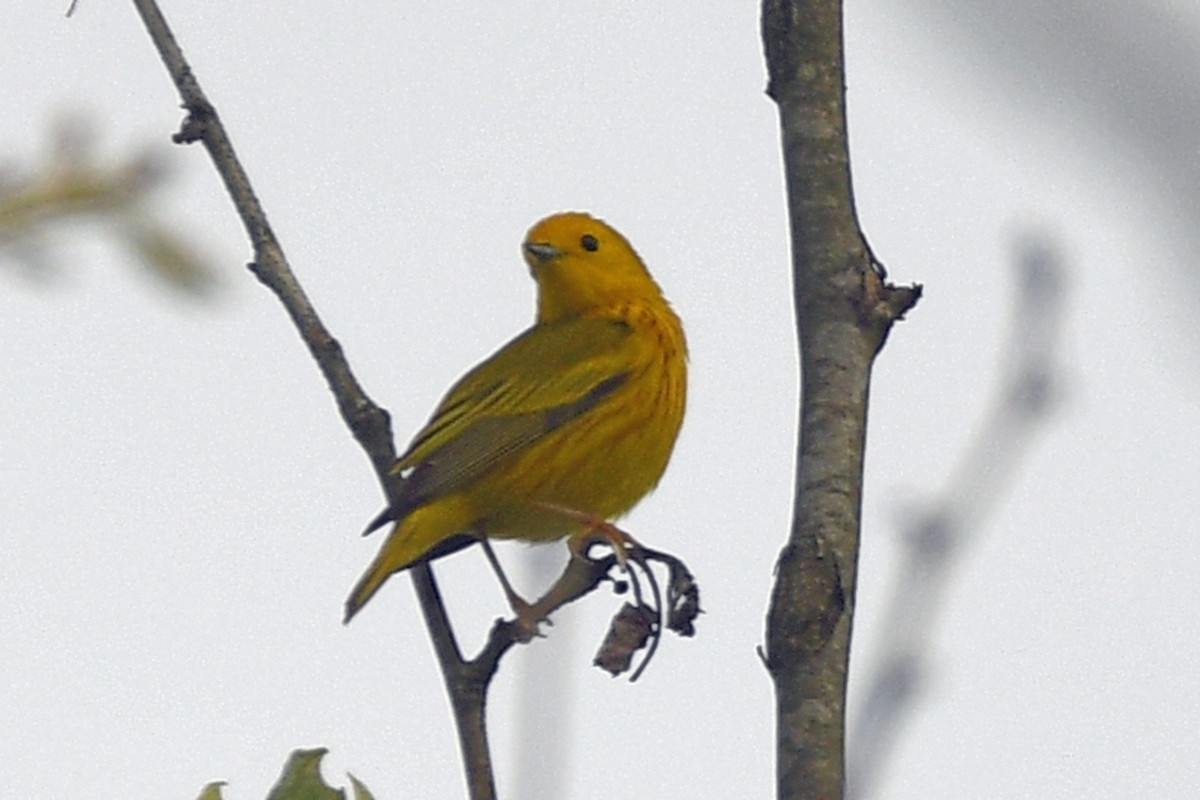 Yellow Warbler - Timothy Carstens