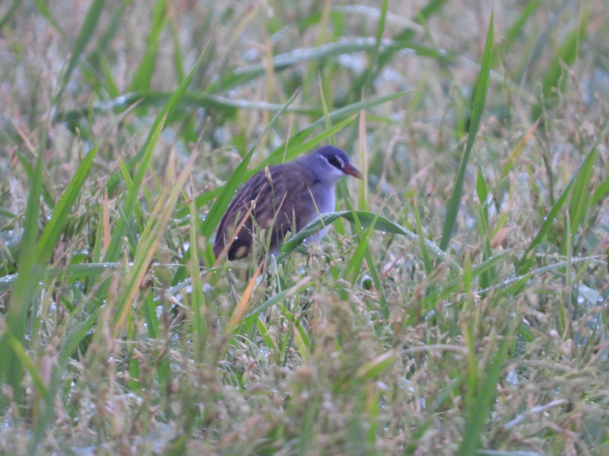 White-browed Crake - ML618807314