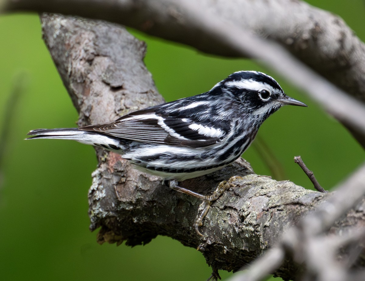 Black-and-white Warbler - Greg Courtney