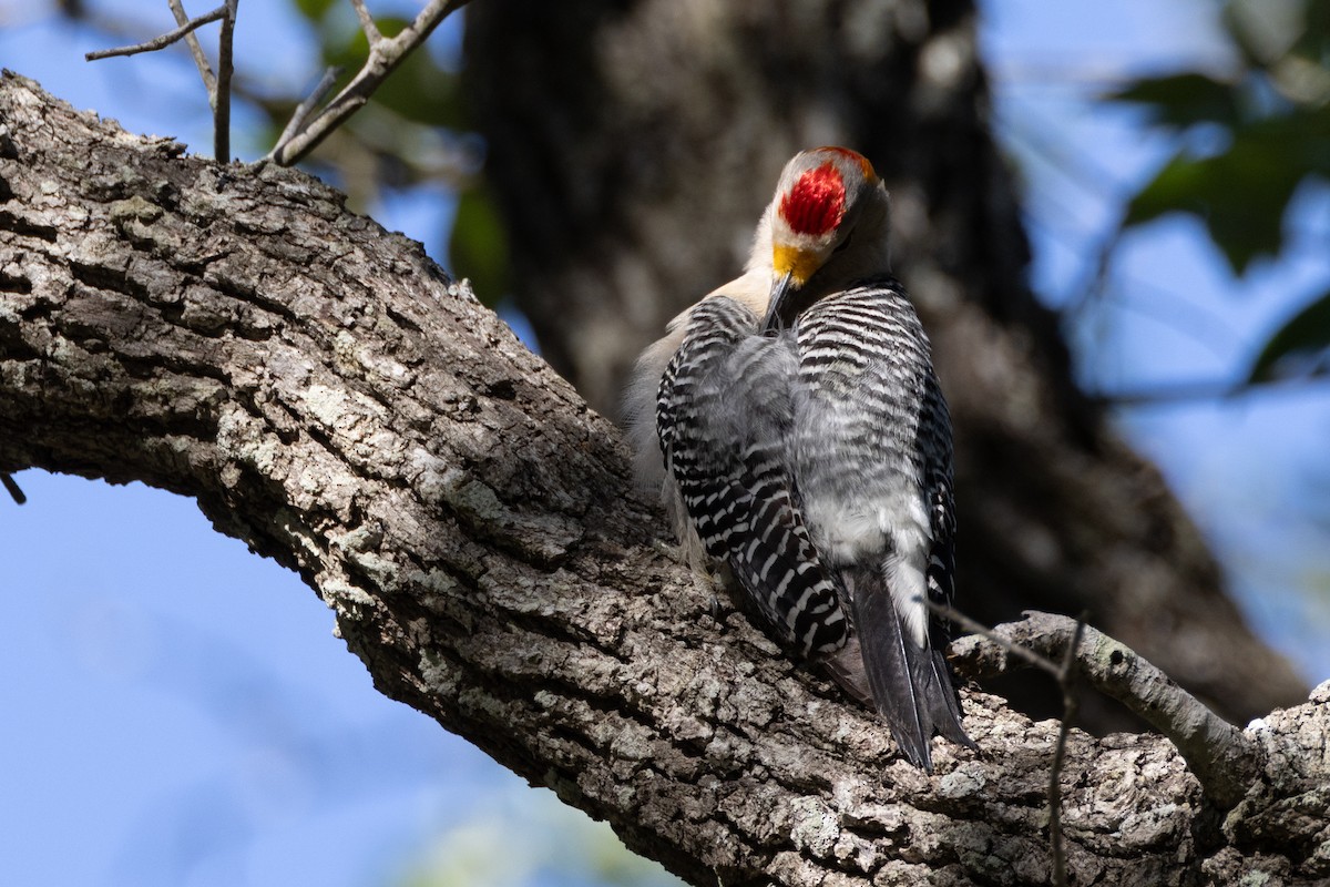 Golden-fronted Woodpecker - Phil Lehman