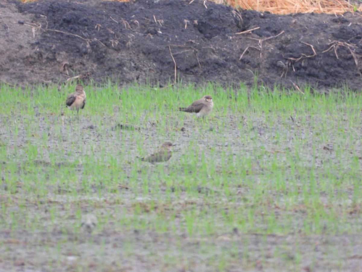 Oriental Pratincole - Jukree Sisonmak