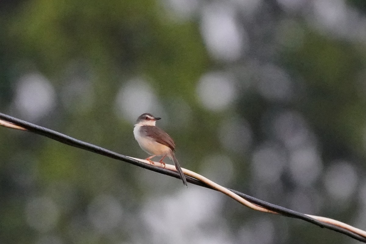 Rufescent Prinia - Shih-Chun Huang