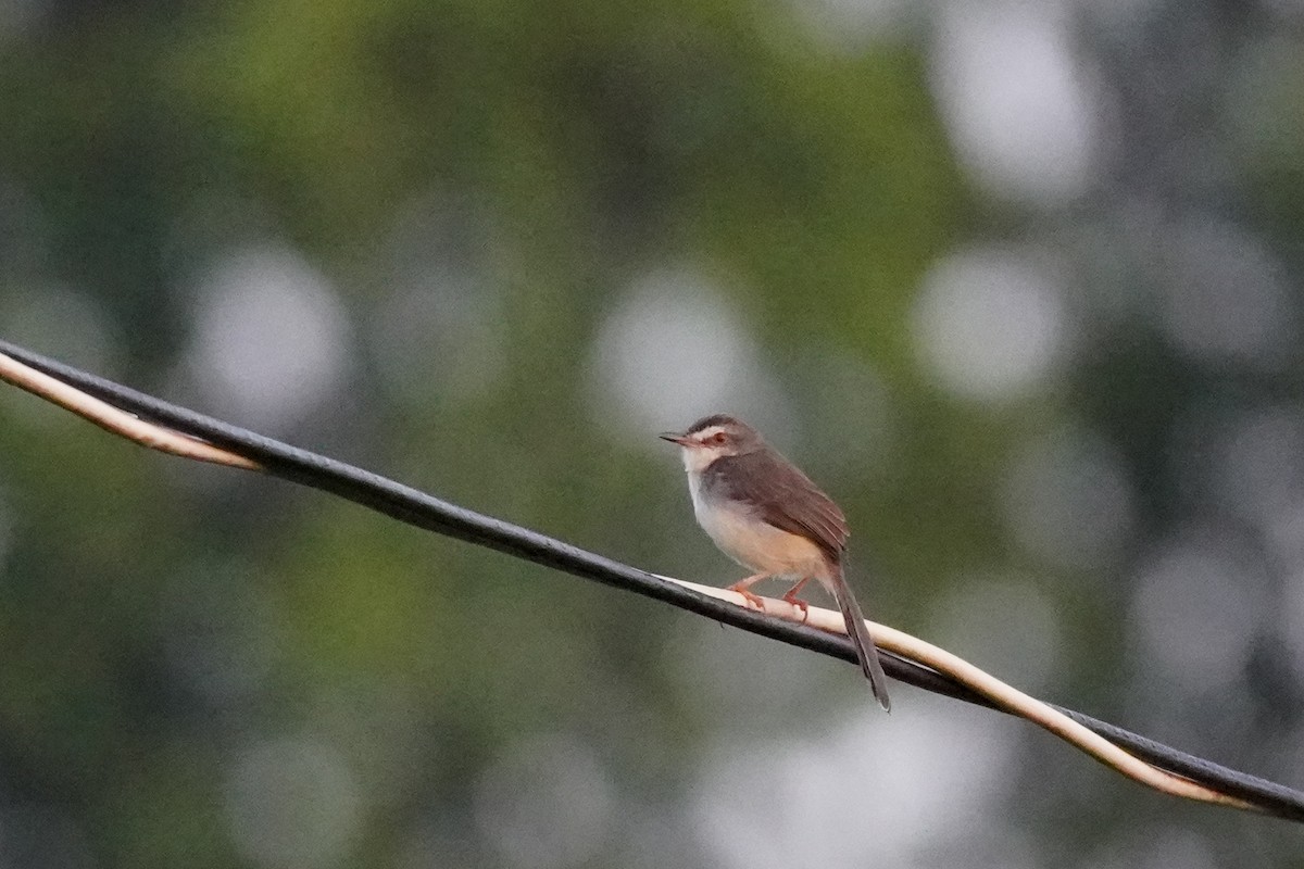 Rufescent Prinia - Shih-Chun Huang