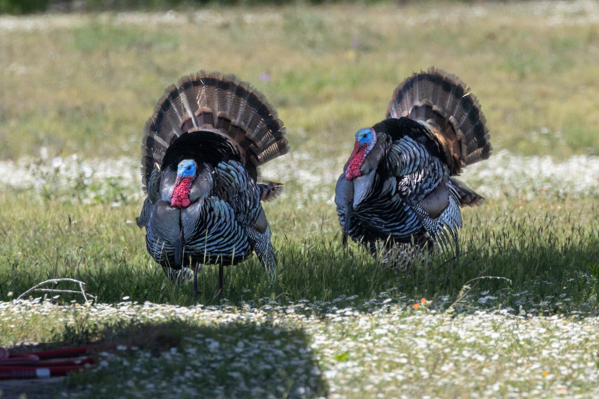 Wild Turkey - Phil Lehman