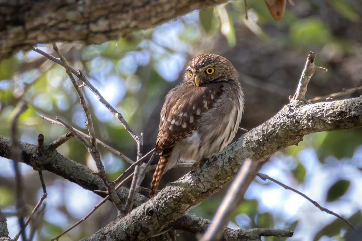 Ferruginous Pygmy-Owl - Phil Lehman