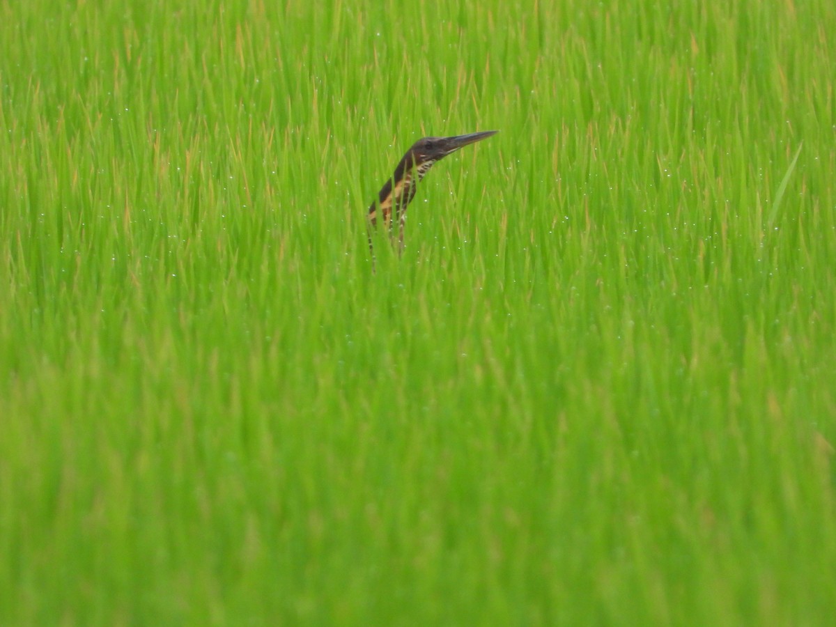 Black Bittern - Jukree Sisonmak