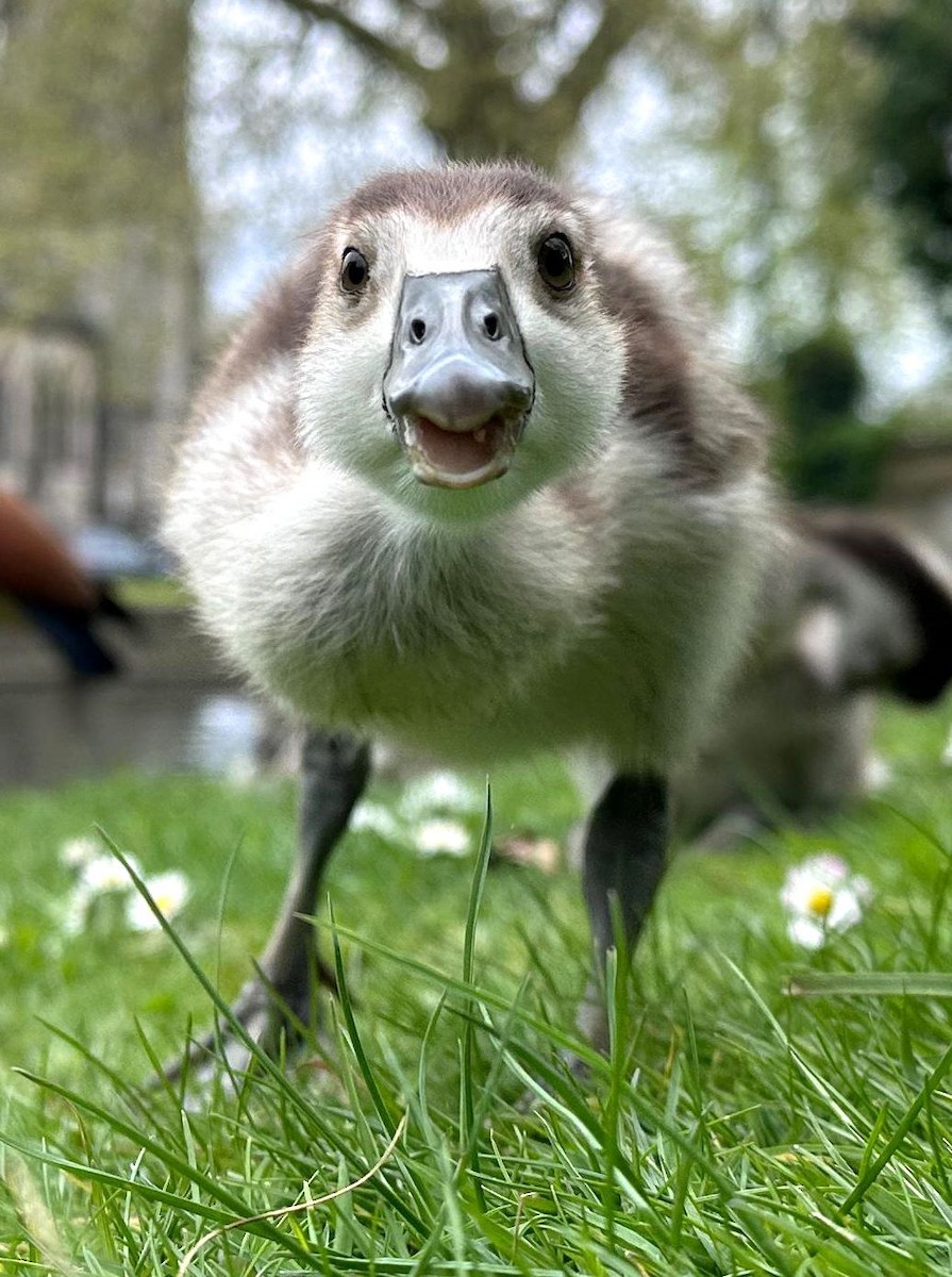 Egyptian Goose - Anonymous