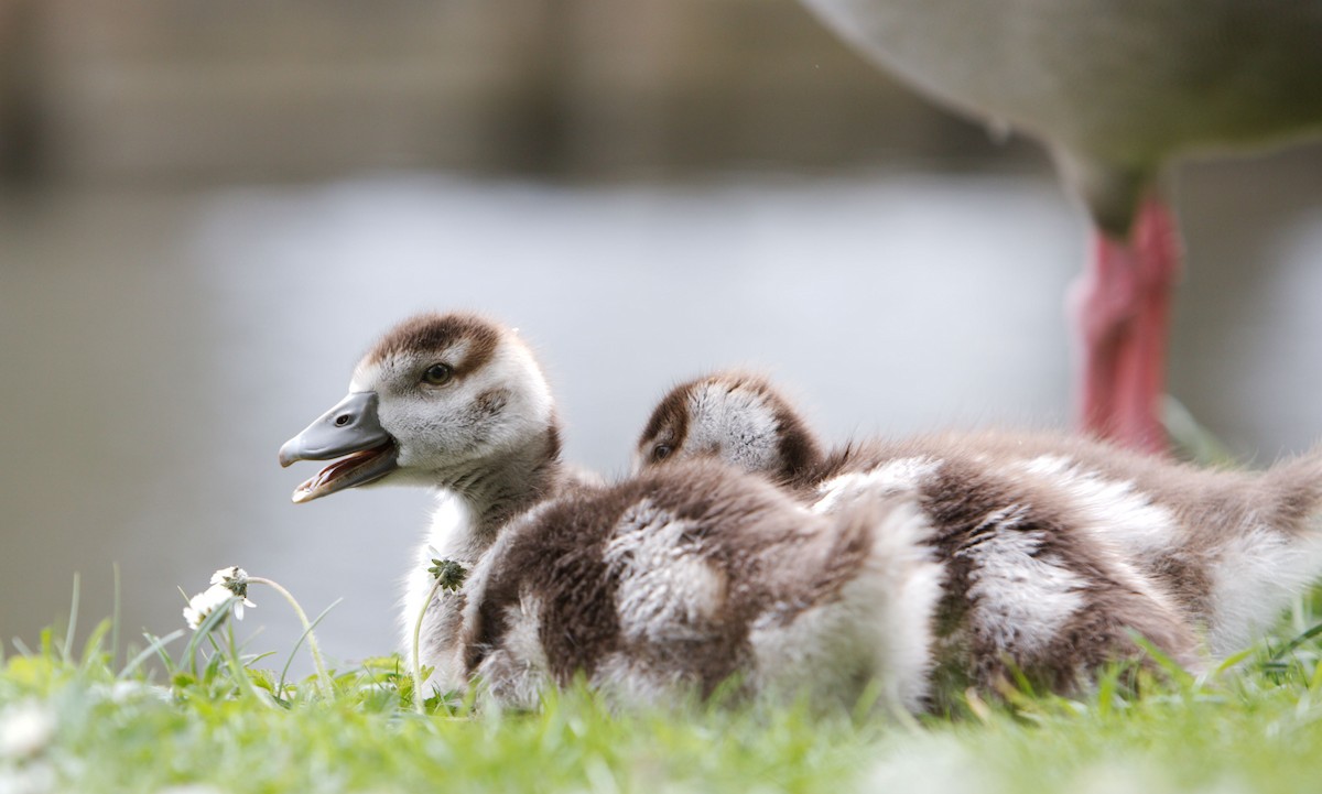 Egyptian Goose - Anonymous