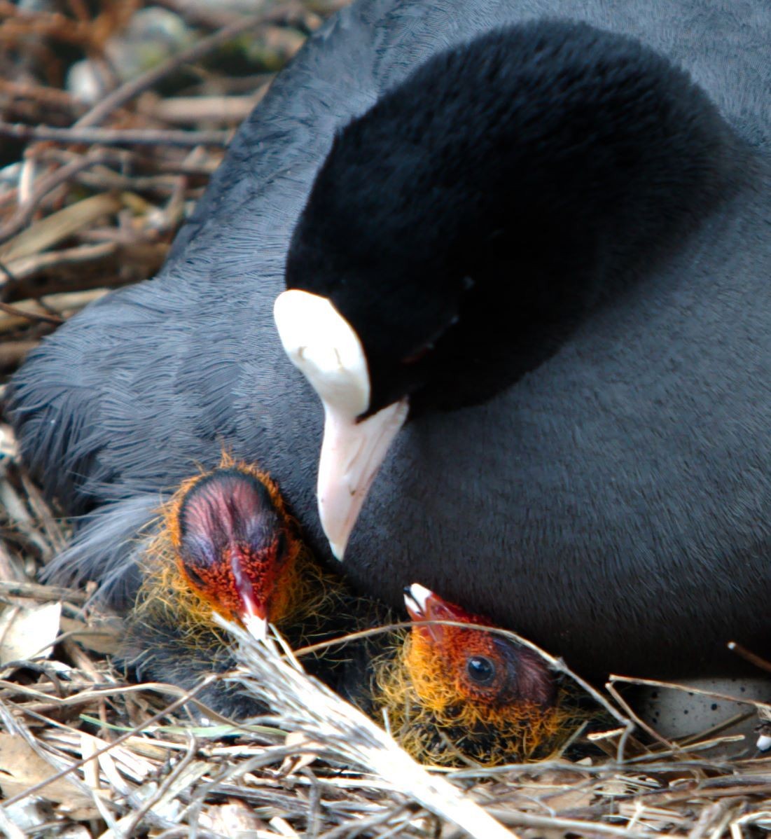 Eurasian Coot - Anonymous