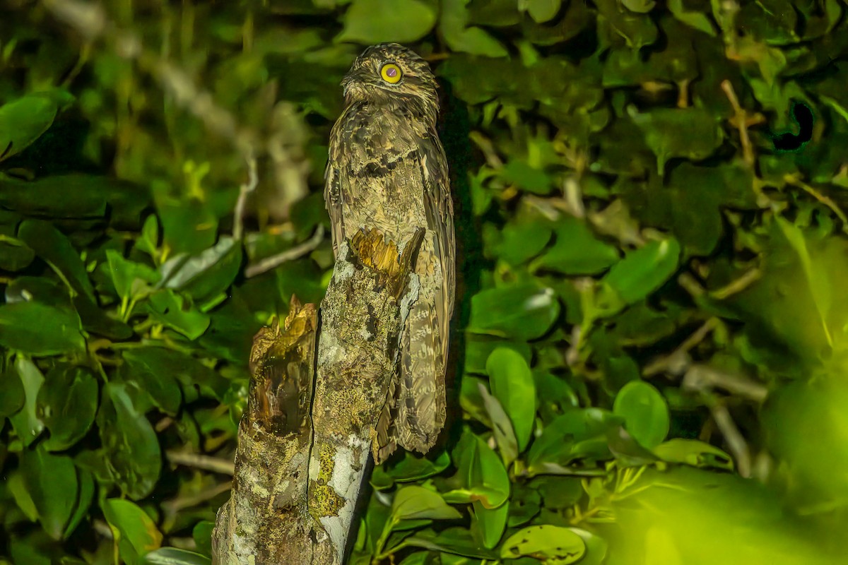 Common Potoo - Anil Nair