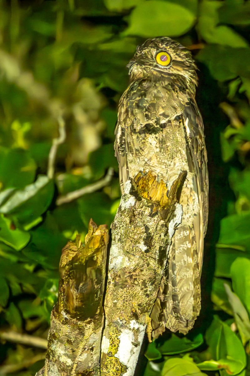 Common Potoo - Anil Nair