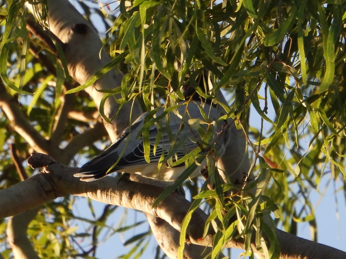 Black-faced Cuckooshrike - Leonie Beaulieu